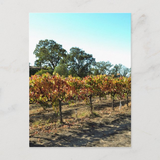 Vin-druvor i Mendocino County, Kalifornien Vykort (Framsida)