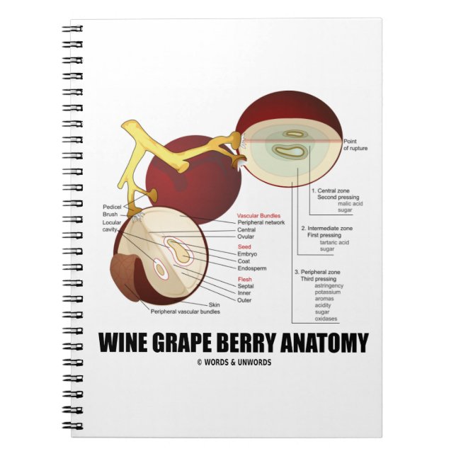 Vin Grape Berry Anatomy Scientific Diagram Anteckningsbok Med Spiral (Framsidan)
