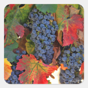 Vin Grape Stickers Fyrkantigt Klistermärke