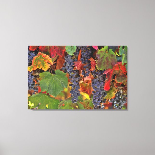 Vin Land Grapes Kitchen Canvas Art Vineyard (Framsida)