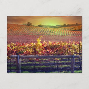 Vin Vineyard Vykort