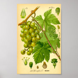 Vin (Vitis vinifera) Poster