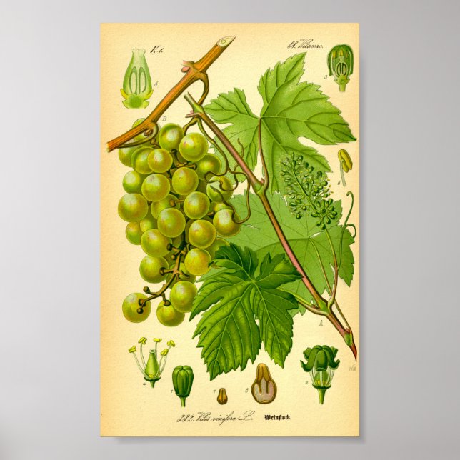Vin (Vitis vinifera) Poster (Framsidan)