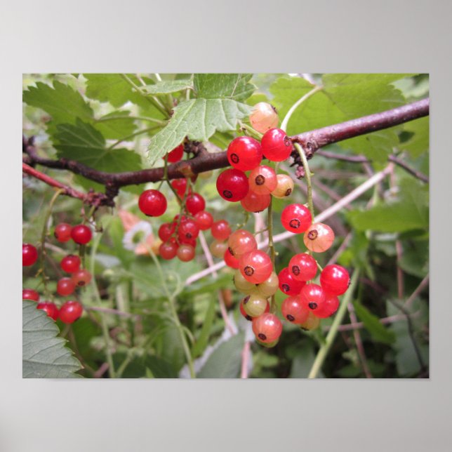 Vinbär Poster (Framsidan)