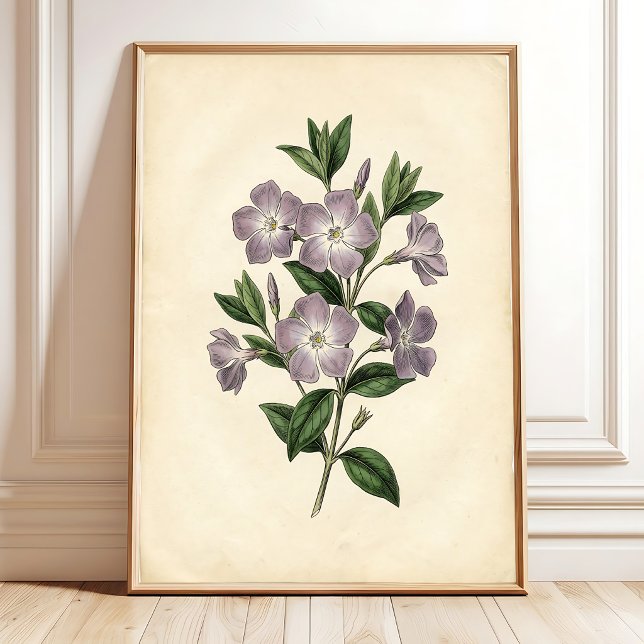 Vinca Botanisk Canvastryck Poster (Skapare uppladdad)