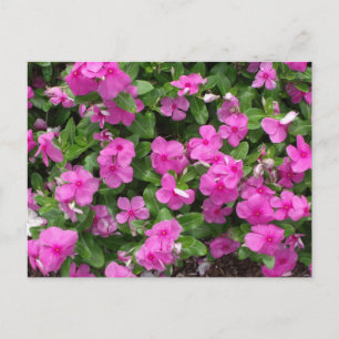 Vinca Titan Flyttad vykort