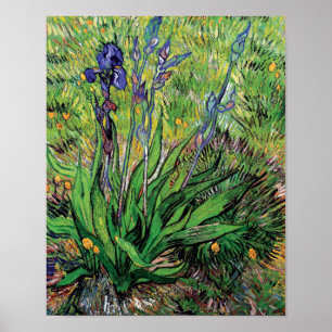 Vincent Van Gogh - Iris Naturälskaren Finkonst Poster