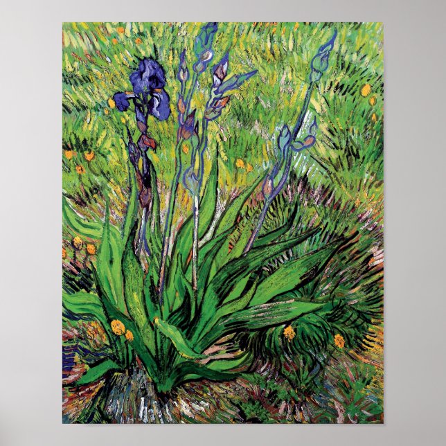 Vincent Van Gogh - Iris Naturälskaren Finkonst Poster (Framsidan)