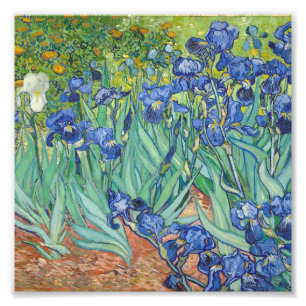 Vincent Van Gogh - Irises 1889 Fototryck