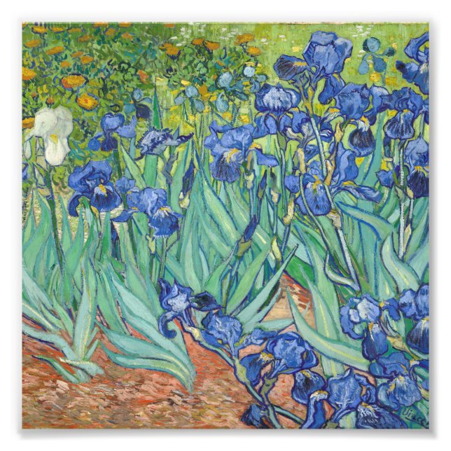 Vincent Van Gogh - Irises 1889 Fototryck (Framsidan)