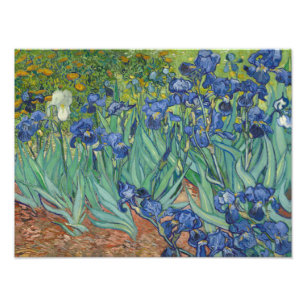 Vincent van Gogh - Irises Fototryck
