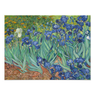 Vincent van Gogh - Irises Fototryck