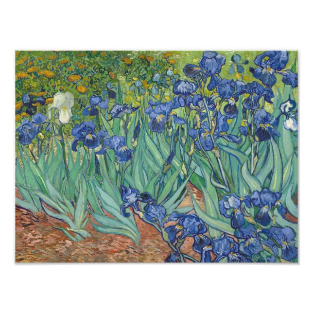 Vincent van Gogh - Irises Fototryck (Framsidan)