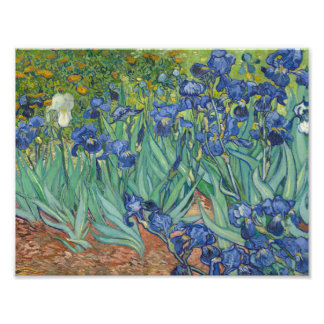 Vincent van Gogh - Irises Fototryck