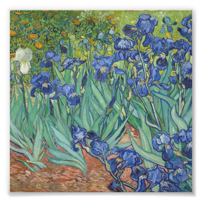Vincent Van Gogh - Irises Fototryck (Framsidan)