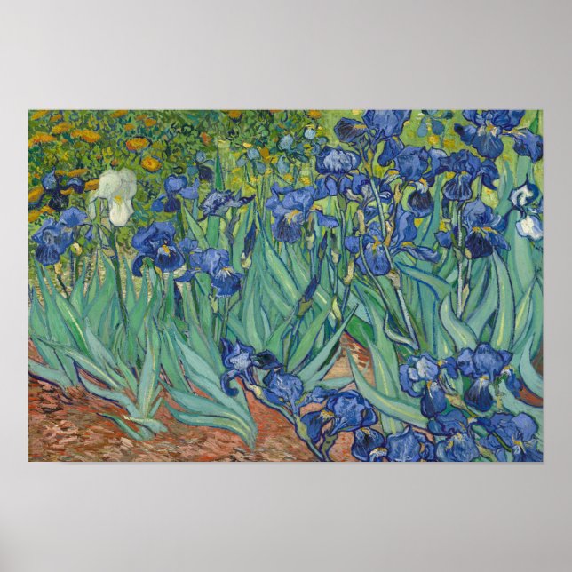 Vincent van Gogh - Irises Poster (Framsidan)