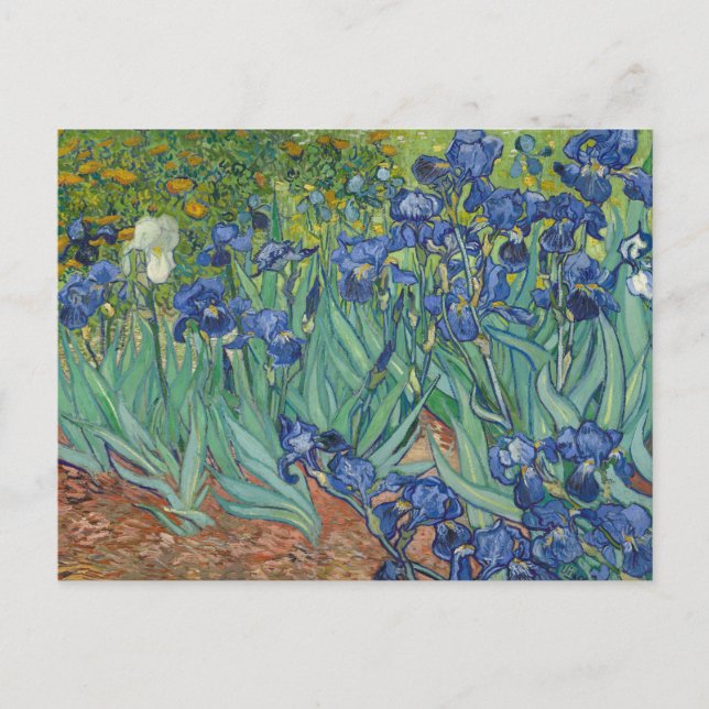 Vincent van Gogh - Irises Vykort (Framsida)