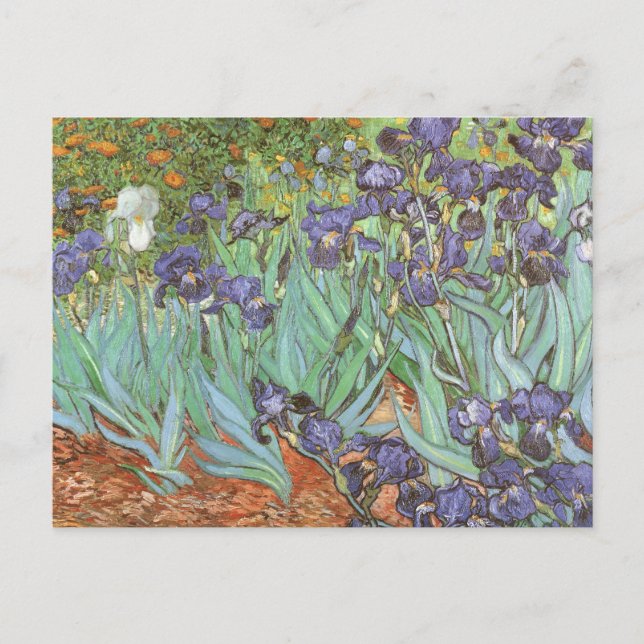 Vincent van Gogh - Irises Vykort (Framsida)