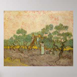 Vincent van Gogh - Kvinnor som plockar oliver Poster