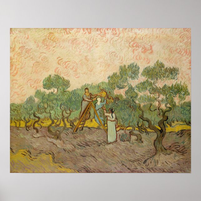 Vincent van Gogh - Kvinnor som plockar oliver Poster (Framsidan)