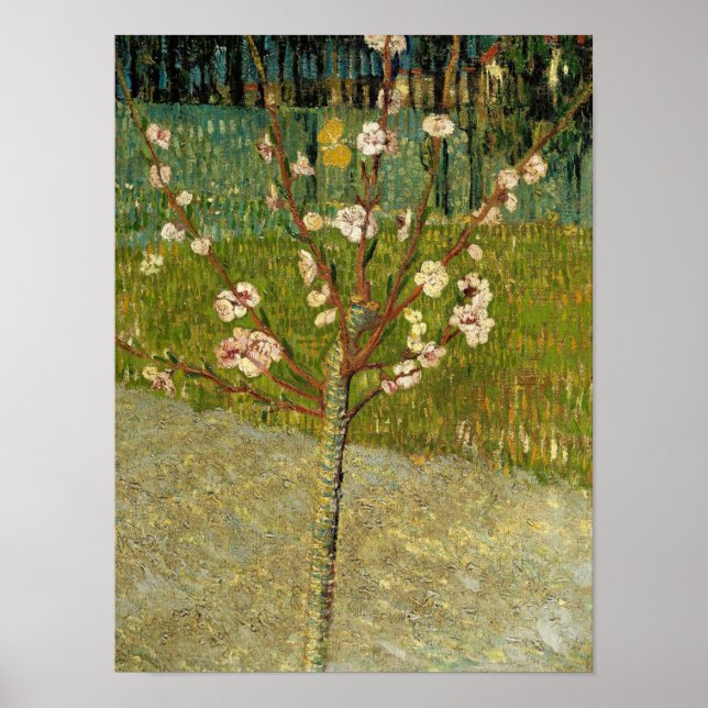 Vincent van Gogh -  Mandelträd i blom Poster (Framsidan)