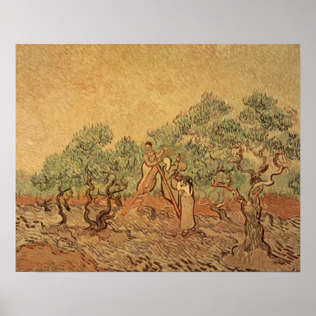 Vincent van Gogh | Olive Grove, 1889 Poster (Framsidan)