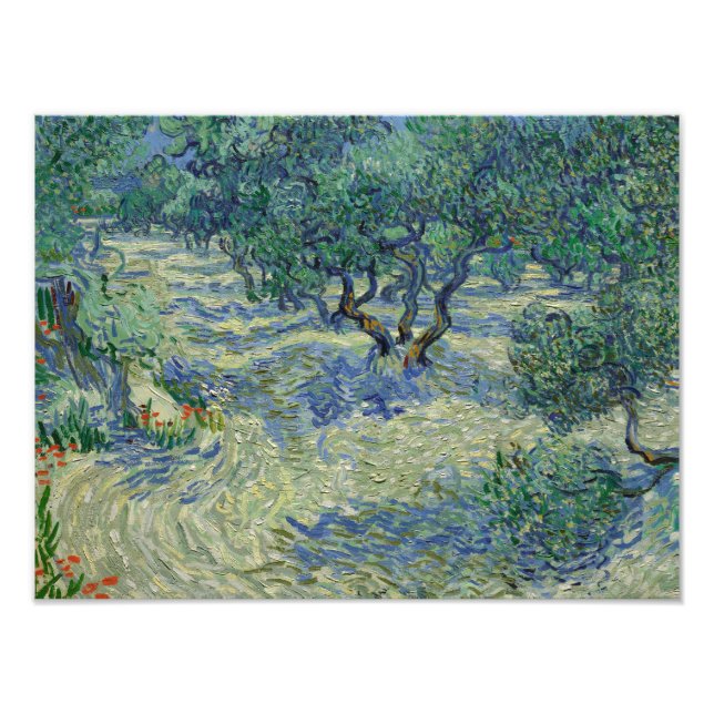 Vincent van Gogh - Olive Orchard Fototryck (Framsidan)