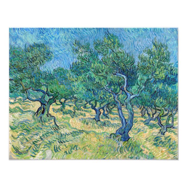 Vincent van Gogh - Olivlund Fototryck (Framsidan)