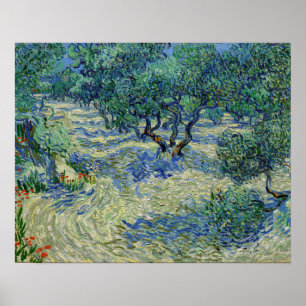Vincent van Gogh - Olivlund Poster