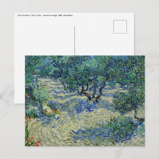 Vincent van Gogh - Olivlund Vykort (Fram/baksida)