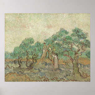 Vincent Van Gogh Olivodlingen Poster