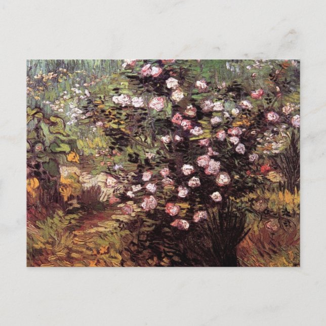 Vincent Van Gogh - Rosbuske i blomning Finkonst Vykort (Framsida)