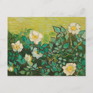 Vincent Van Gogh Vild Ro Fine Art Vykort