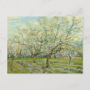 Vincent Van Gogh - vitfruktträdgården Vykort