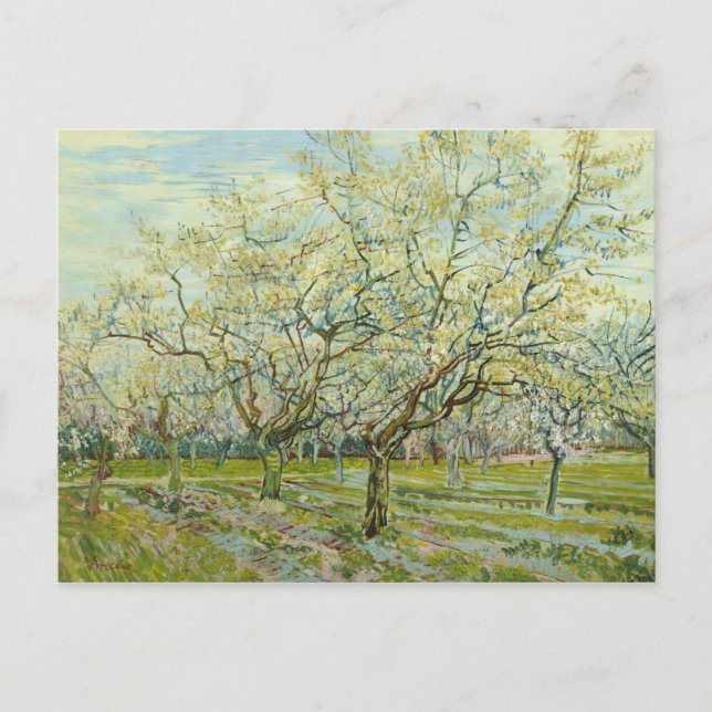 Vincent Van Gogh - vitfruktträdgården Vykort (Framsida)