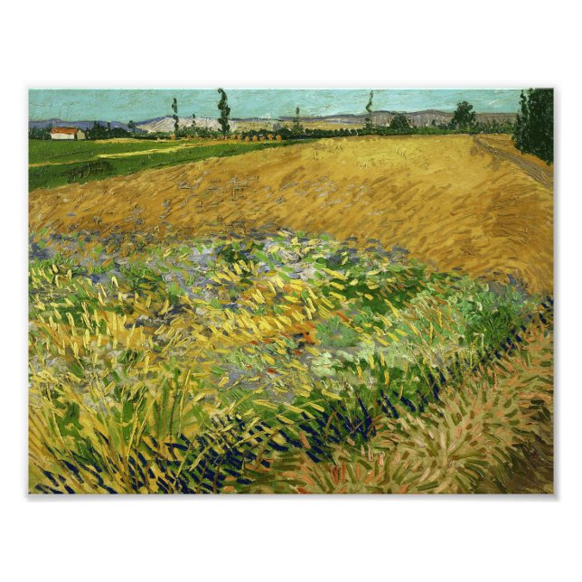 Vincent van Gogh - Wheatfield Fototryck (Framsidan)