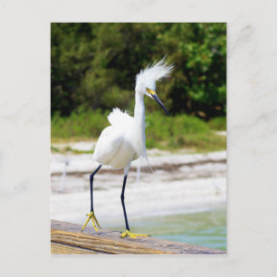 Vind blåst Snowy Egret Vykort