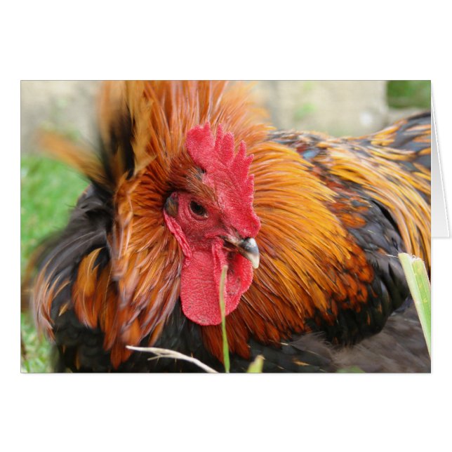 Vind Gust Hälsningskort (Framsidan Horizontal)