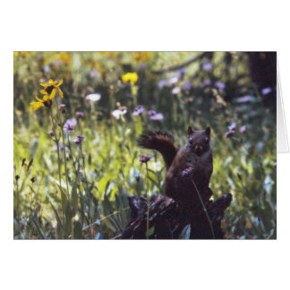 Vind_Range_Chickaree Hälsningskort