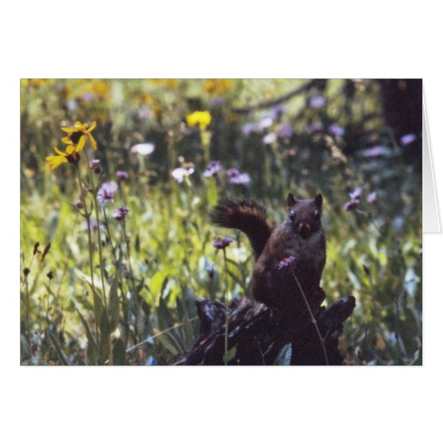 Vind_Range_Chickaree Hälsningskort (Framsidan Horizontal)