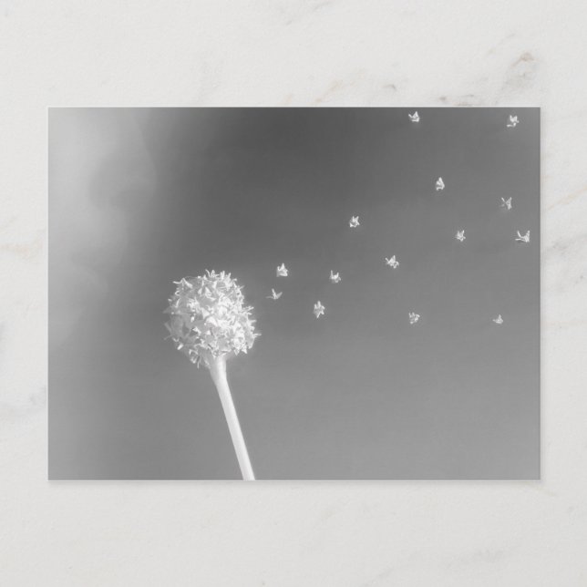 Vindens Ande Vykort (Framsida)