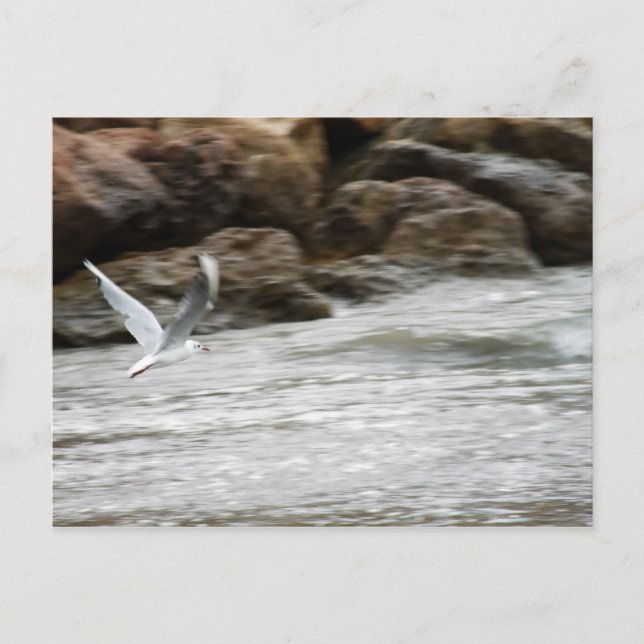 Vindens huvudvykort vykort (Framsida)