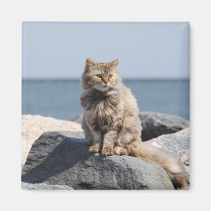 Vindpinad katt vid havet Söt bild Magnet