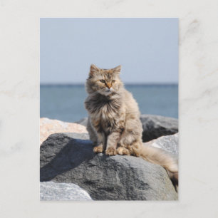 Vindpinad katt vid havet Söt bild Vykort