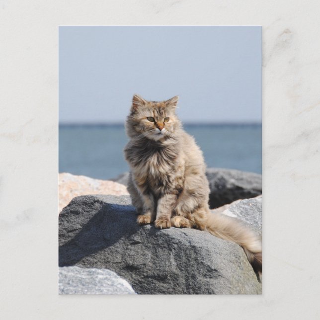 Vindpinad katt vid havet Söt bild Vykort (Framsida)