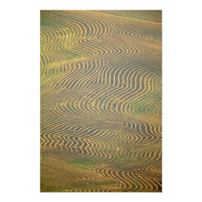 Vindruta av linärter som väntar på skörd fototryck (Framsidan)