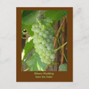 Vindruvor, Winery Bröllop spara datum! Meddelande Vykort