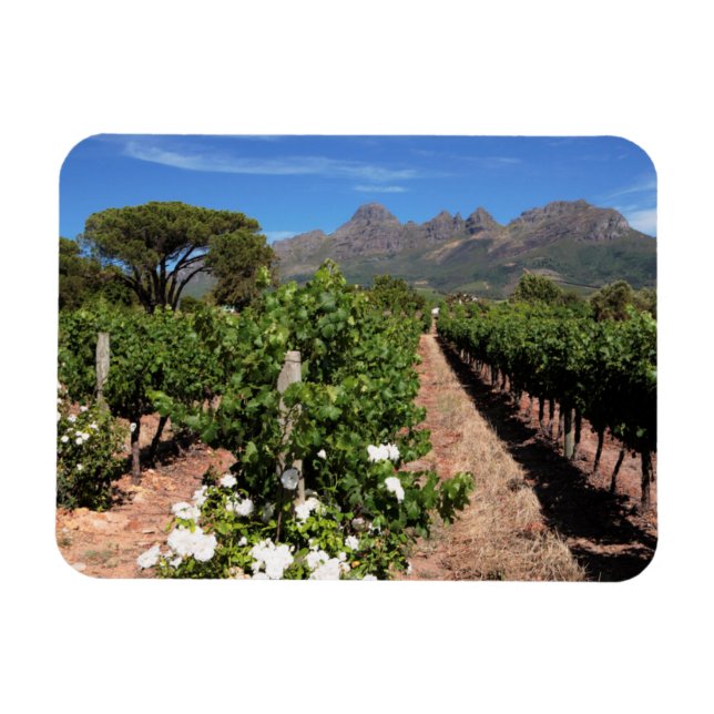 Vindruvslantarens utsikt. Stellenbosch Magnet (Horisontell)