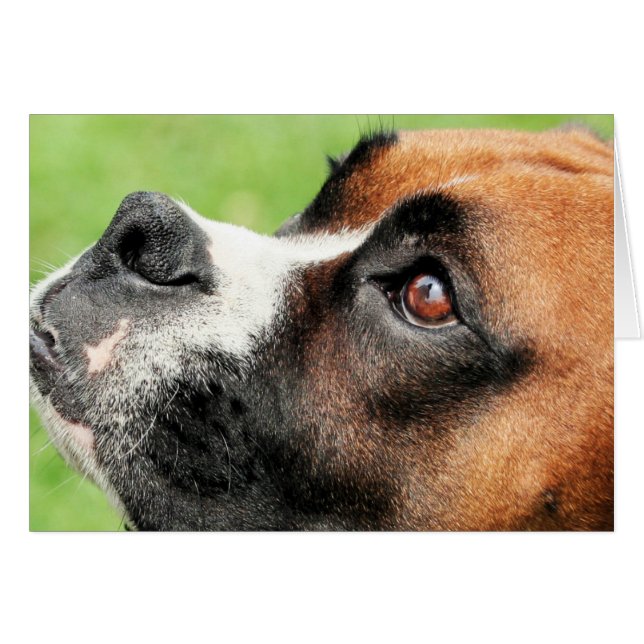 Vindy och valper - foto 04 hälsningskort (Framsidan Horizontal)