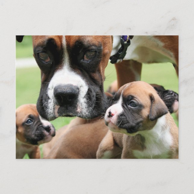 Vindy och Valper - Foto 09 Vykort (Framsida)